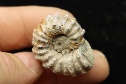 Douvilleiceras mamillatum  albien  Bully - 76 - FRANCE
