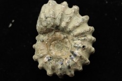 Douvilleiceras mamillatum  albien  Bully - 76 - FRANCE