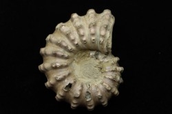 Douvilleiceras mamillatum  albien  Bully - 76 - FRANCE