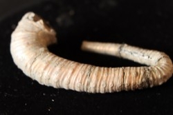 Protanisoceras aff. cantanium (L. F. Spath)  albien  Bully - 76 - FRANCE