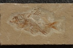 Stichocentrus liratus (Patterson, 1967) - Cénomanien - Hgula - Byblos - LIBAN