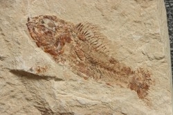 Pateroperca robusta (Gaudant, 1978) - Cénomanien - Haquel - Byblos - LIBAN