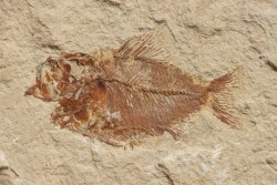 Ctenothrissa vexillifer (Pictet, 1850) - Cénomanien - Haquel - Byblos - LIBAN