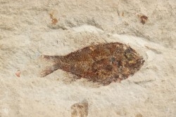 Ctenothrissa vexillifer (Pictet, 1850) - Cénomanien - Haquel - Byblos - LIBAN