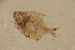 Diplomystus birdi (Woodward, 1895) - Cénomanian  Hakil - Byblos - LIBANON