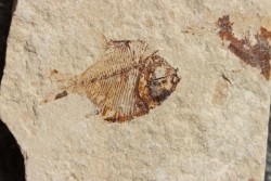 Diplomystus birdi (Woodward, 1895) - Cénomanian  Hakil - Byblos - LIBANON