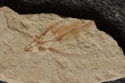 poisson volant:  Exocoetoides minor (Davis, 1887) - Cénomanien - Haquel - Byblos - LIBAN