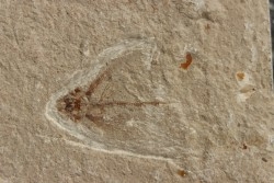 poisson volant:  Exocoetoides minor (Davis, 1887) - Cénomanien - Haquel - Byblos - LIBAN