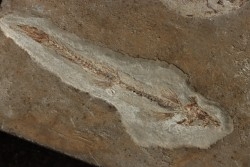 poisson volant:  Telepholis tenuis (Davis, 1887)  Cénomanien  Hgula - Byblos - LIBAN