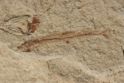 Charitopsis spinosus (Gayet, 1993)  Cénomanien  Hgula - Byblos - LIBAN