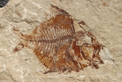 Aipichthys velifer (woodward, 1901) - Cénomanien - Haquel - Byblos - LIBAN