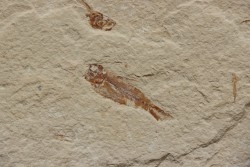 Armigatus brevissimus (Blainville, 1818) - Cénomanian  Hakil - Byblos - LIBANON