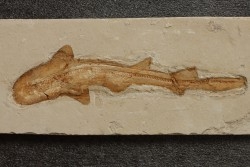 31 cm !!! - Scyliorhinus arambourgi (Cappetta, 1980) -  Cénomanien  Hgula - Byblos - LIBAN