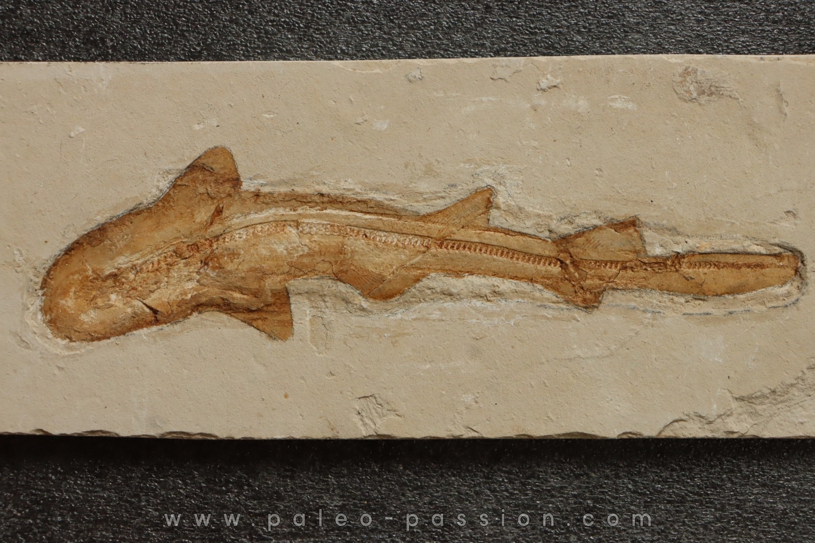 31 cm !!! - Scyliorhinus arambourgi (Cappetta, 1980) - Cénomanien