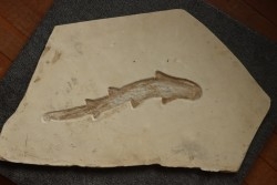 Scyliorhinus arambourgi (Cappetta, 1980) -  Cénomanien  Hgula - Byblos - LIBAN