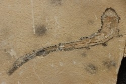 Scyliorhinus arambourgi (Cappetta, 1980) - Cénomanian  Hgula - Byblos - LIBANON