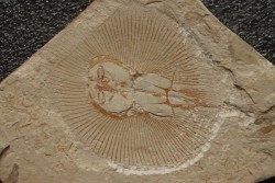 Cyclobatis major (Davis, 1887) -  Cénomanien  Hgula - Byblos - LIBAN