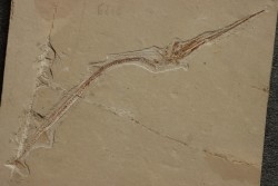 Rhynchodercetis hakelensis (Pictet et Humbert,1866) - Cénomanian  Hgula - Byblos - LIBANON