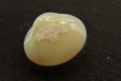 bivalve en opale:  Cyrenopsis australiensis - Aptien - Coober Pedy - Australie