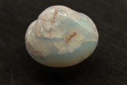 bivalve en opale:  Cyrenopsis australiensis - Aptien - Coober Pedy - Australie