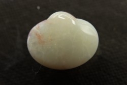 bivalve en opale:  Cyrenopsis australiensis - Aptien - Coober Pedy - Australie