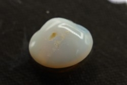 bivalve en opale:  Cyrenopsis australiensis - Aptien - Coober Pedy - Australie