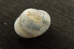 bivalve en opale:  Cyrenopsis australiensis - Aptien - Coober Pedy - Australie