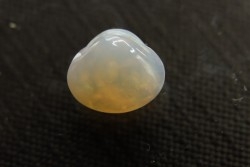 opalized bivalve:  Cyrenopsis australiensis - Aptian - Coober Pedy - Australia