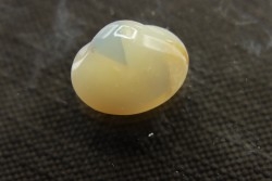 bivalve en opale:  Cyrenopsis australiensis - Aptien - Coober Pedy - Australie