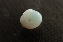 bivalve en opale:  Cyrenopsis australiensis - Aptien - Coober Pedy - Australie