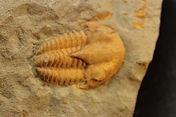 kingaspidoides amouslekensis   cambrien  Tarhoucht - Tinjdad,  MAROC
