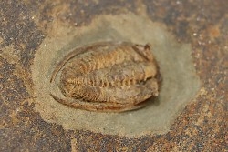 Parabathycheilus  gallicus (dean, 1965)  floien, ordovicien  fezouata Fmt  Zagora, Maroc