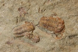 Agerina quadrata (dean, 1965)  floian, ordovician  fezouata Fmt  Zagora, Morocco