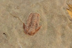 Agerina quadrata (dean, 1965)  floien, ordovicien  fezouata Fmt  Zagora, Maroc