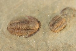 Agerina quadrata (dean, 1965)  floien, ordovicien  fezouata Fmt  Zagora, Maroc