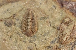 Ormathops clariondi (Destombe, 1972)  floien, ordovicien  fezouata Fmt  Zagora, Maroc