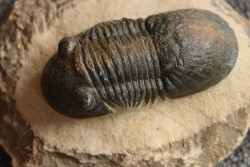 PARALEJURUS SPATULIFORMIS - praguian - L'atchana, Morocco