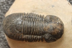 PARALEJURUS SPATULIFORMIS - praguien - L'atchana, Maroc