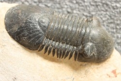 PARALEJURUS SPATULIFORMIS - praguien - L'atchana, Maroc