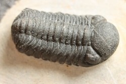 BARRANDEOPS ovatus -Emsien - Jbel Oufaten, MAROC