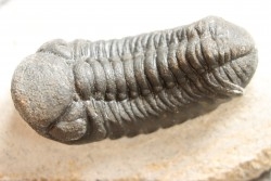 BARRANDEOPS ovatus -Emsien - Jbel Oufaten, MAROC