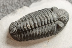 BARRANDEOPS ovatus -Emsien - Jbel Oufaten, MAROC