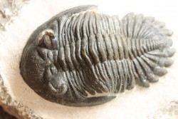 HOLLARDOPS mesocristata - emsien superieur - Jbel Gara, Foum zguid, Maroc