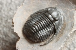 Diademoproetus praecursor - Emsien -  Foum Zguid, Maroc
