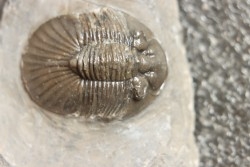 scabriscutellum hammadi - emsien - jbel Oufatene - Maroc