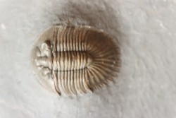 Thysanopeltis speciosa - devonien moyen - jbel issimour - Alnif - Maroc