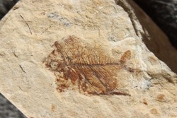 Aipichthys velifer (woodward, 1901) - Cénomanien - Haquel - Byblos - LIBAN