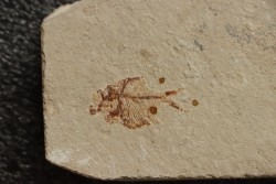Diplomystus birdi (Woodward, 1895) - Cénomanien - Haquel - Byblos - LIBAN