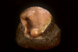 fossile de bivalve en rhodocrosite  Arcicardium acardo  pliocene  Kerch peninsula, Crimée, UKRAINE