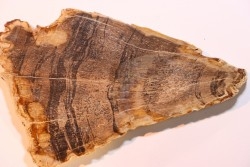 CALLIXYLON WHITEANUM - Devonian - Woodford Shale  - Oklahoma - USA